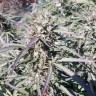 Семена конопли Sugar Black Rose (DS27) feminised Ganja Seeds Семена конопли Sugar Black Rose (DS27) feminised Ganja Seeds