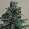 Семена ганжа Кубанский убийца feminised Ganja Seeds Семена ганжа Кубанский убийца feminised Ganja Seeds