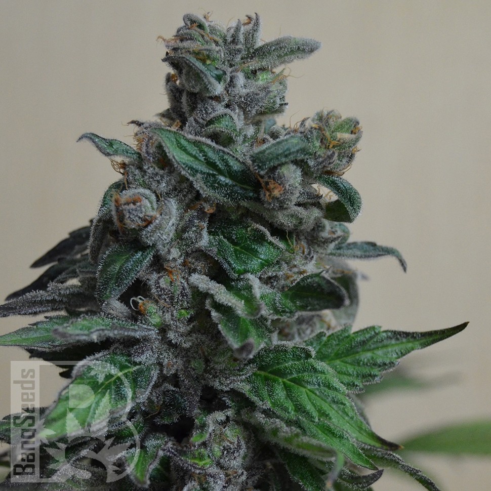 Семена ганжа Кубанский убийца feminised Ganja Seeds