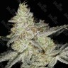 Семена ганжа Кубанский убийца feminised Ganja Seeds Семена ганжа Кубанский убийца feminised Ganja Seeds