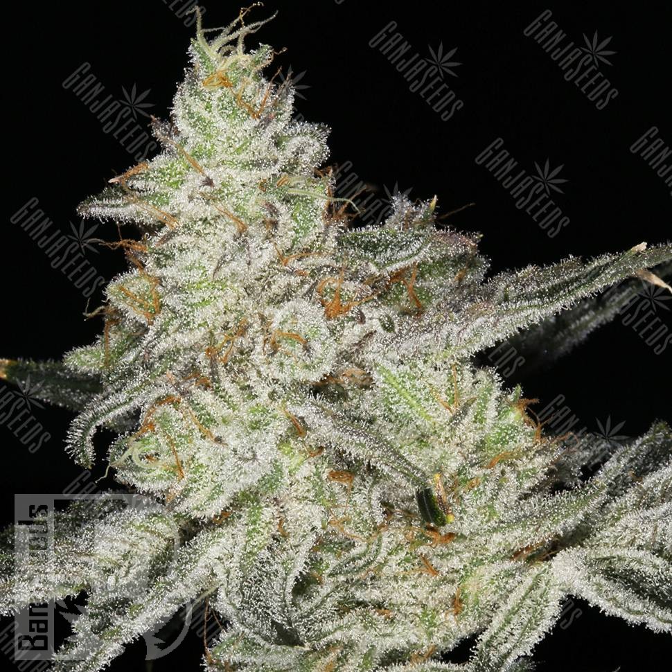 Семена ганжа Кубанский убийца feminised Ganja Seeds Семена ганжа Кубанский убийца feminised Ganja Seeds