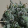 Семена ганжа Кубанский убийца feminised Ganja Seeds Семена ганжа Кубанский убийца feminised Ganja Seeds