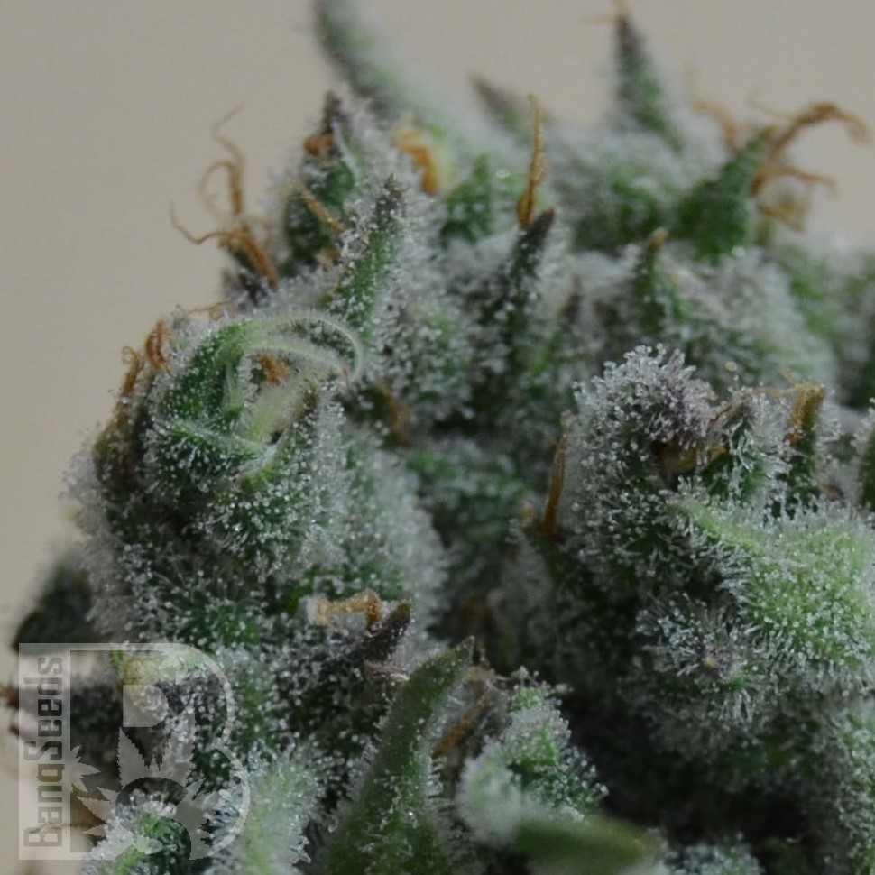 Семена ганжа Кубанский убийца feminised Ganja Seeds Семена ганжа Кубанский убийца feminised Ganja Seeds