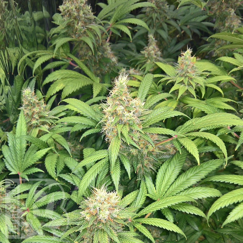 Семена Skunk #1 feminised Ganja Seeds Семена Skunk #1 feminised Ganja Seeds