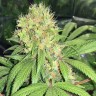 Семена Skunk #1 feminised Ganja Seeds Семена Skunk #1 feminised Ganja Seeds