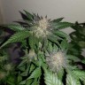 купить семена конопли в Украине Auto Critical + feminised купить семена конопли в Украине Auto Critical + feminised