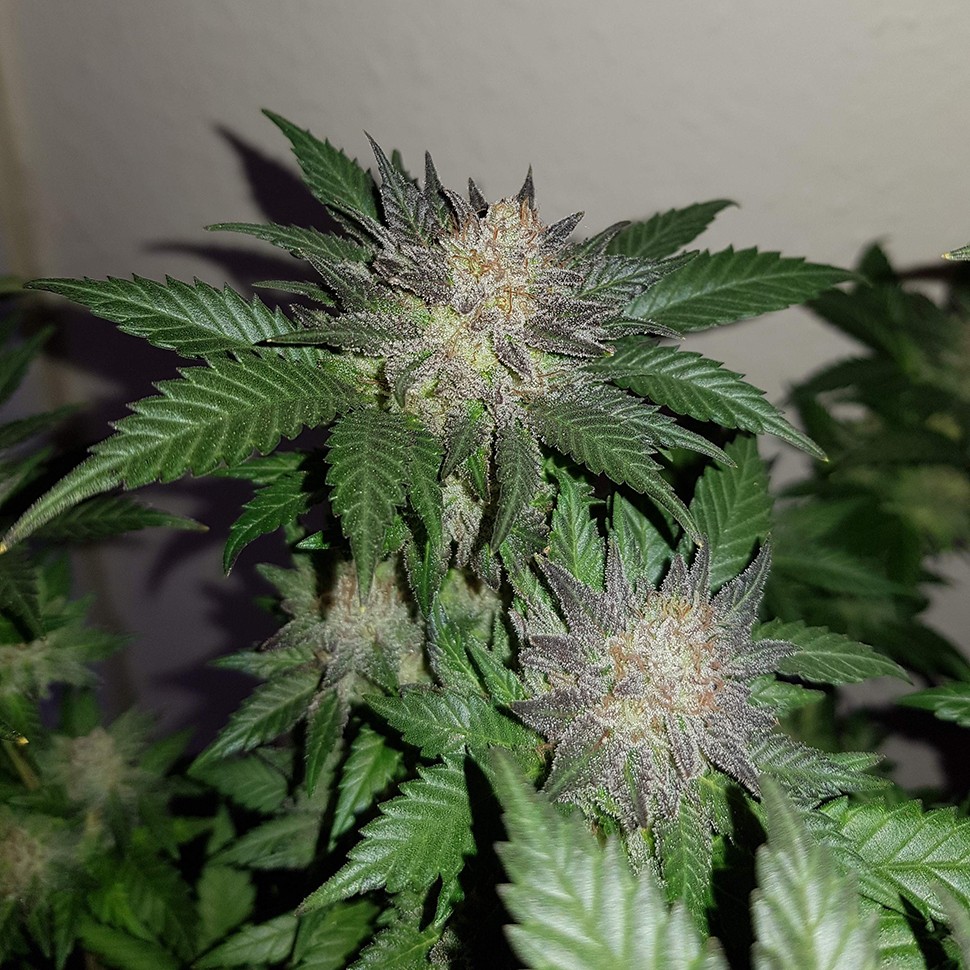 купить семена конопли в Украине Auto Critical + feminised купить семена конопли в Украине Auto Critical + feminised
