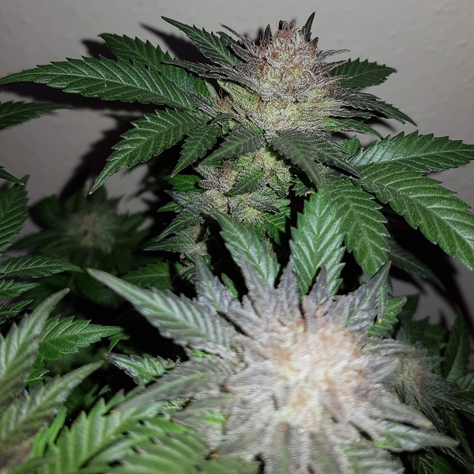купить семена конопли недорого Auto Critical + feminised купить семена конопли недорого Auto Critical + feminised
