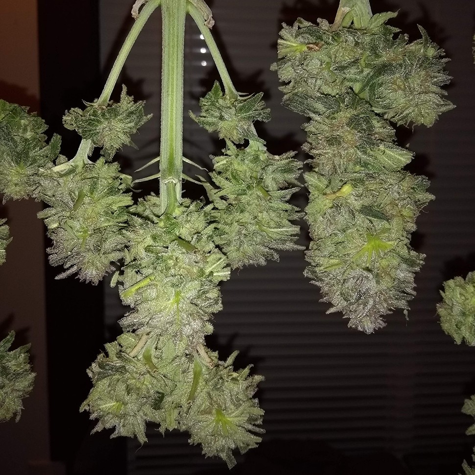 купить семена конопли феминизированные Auto Critical + feminised купить семена конопли феминизированные Auto Critical + feminised