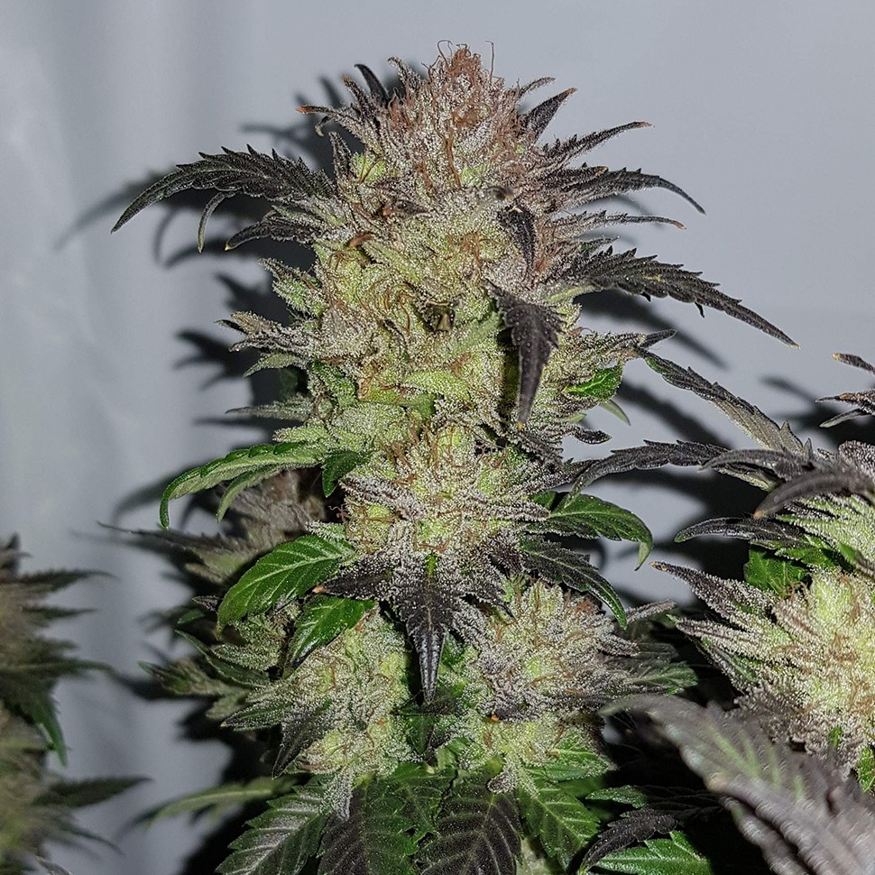 Семена ганжа Auto Critical + feminised Ganja Seeds