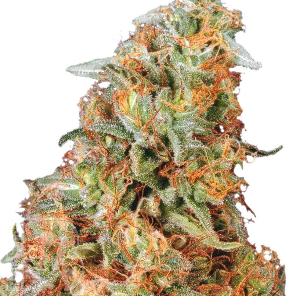 Семена ганжа Power Plant feminised Ganja Seeds Семена ганжа Power Plant feminised Ganja Seeds