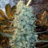 Семена ганжа Power Plant feminised Ganja Seeds Семена ганжа Power Plant feminised Ganja Seeds