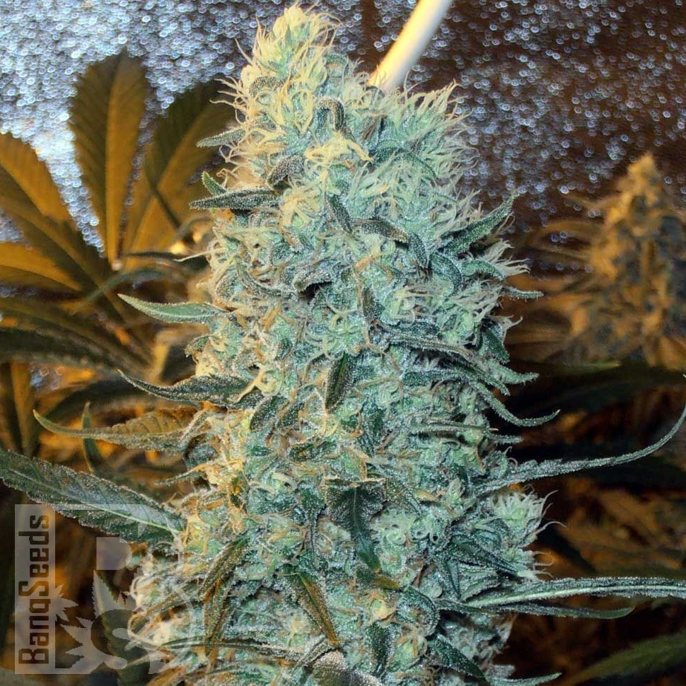 Семена ганжа Power Plant feminised Ganja Seeds