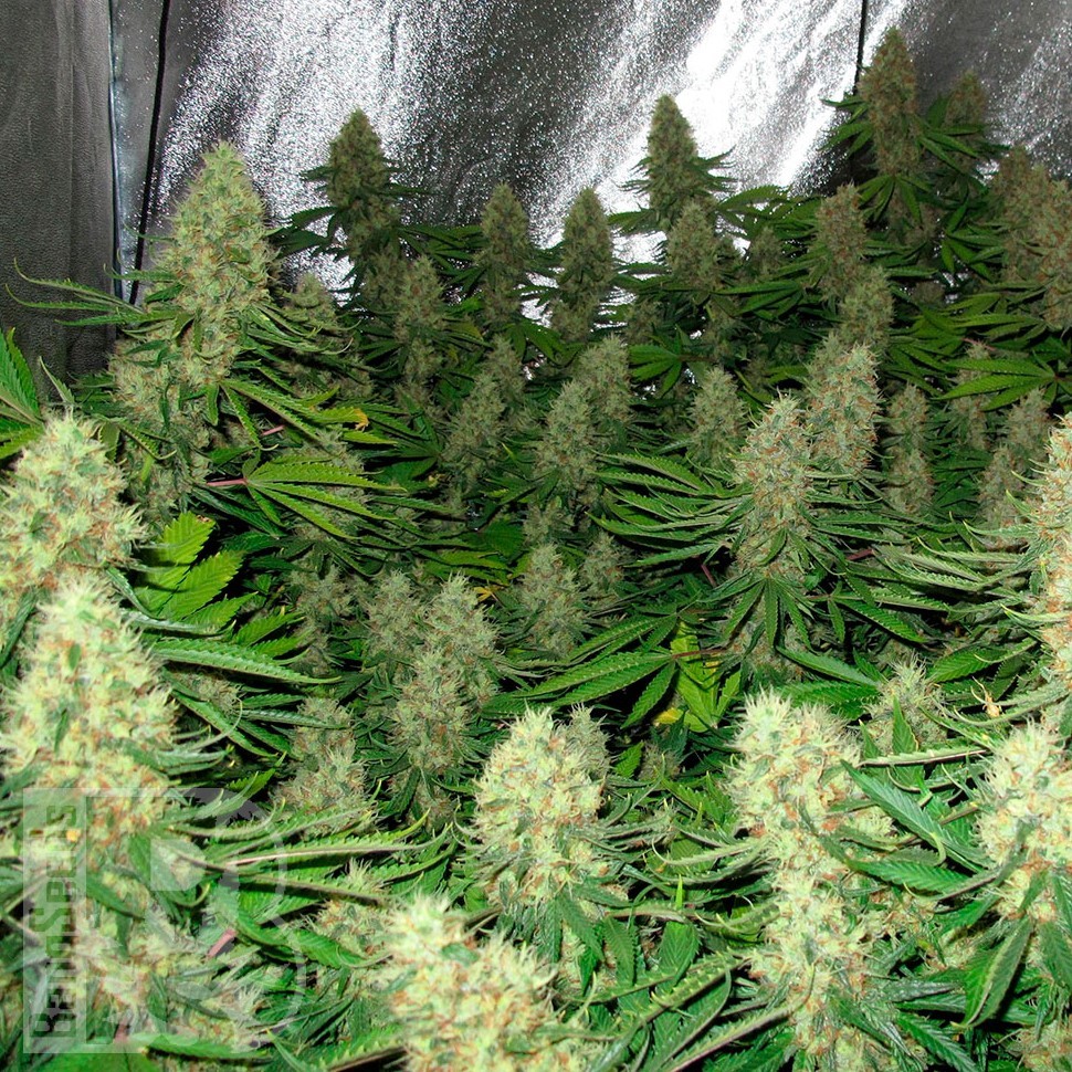 Семена ганжа Power Plant feminised Ganja Seeds Семена ганжа Power Plant feminised Ganja Seeds