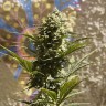 хорошие семена конопли Auto Heaven feminised Victory Seeds хорошие семена конопли Auto Heaven feminised Victory Seeds