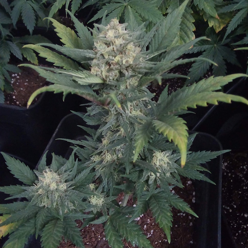 урожайные семена конопли Auto Heaven feminised Victory Seeds урожайные семена конопли Auto Heaven feminised Victory Seeds