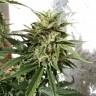 семена конопли недорого Auto Heaven feminised Victory Seeds семена конопли недорого Auto Heaven feminised Victory Seeds