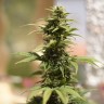 семена конопли в Казахстан Auto Heaven feminised Victory Seeds семена конопли в Казахстан Auto Heaven feminised Victory Seeds