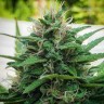 Недорогие семена конопли White Lavender feminised Ganja Seeds Недорогие семена конопли White Lavender feminised Ganja Seeds