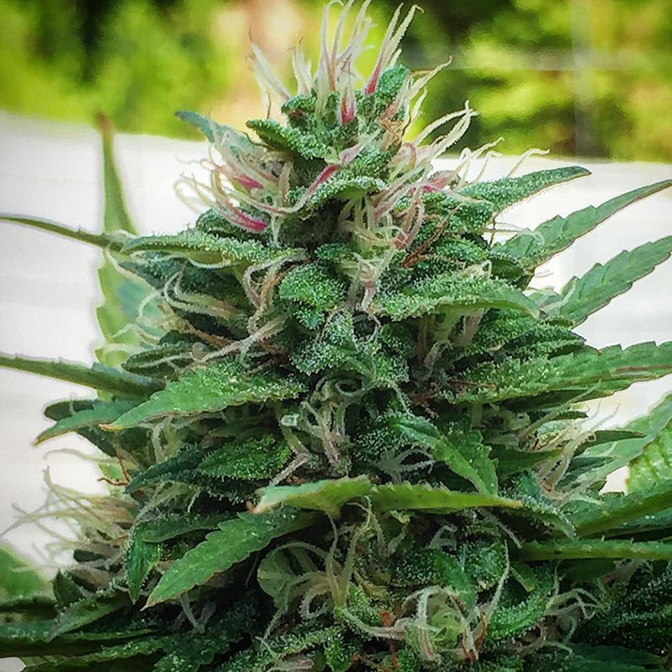 Недорогие семена конопли White Lavender feminised Ganja Seeds Недорогие семена конопли White Lavender feminised Ganja Seeds