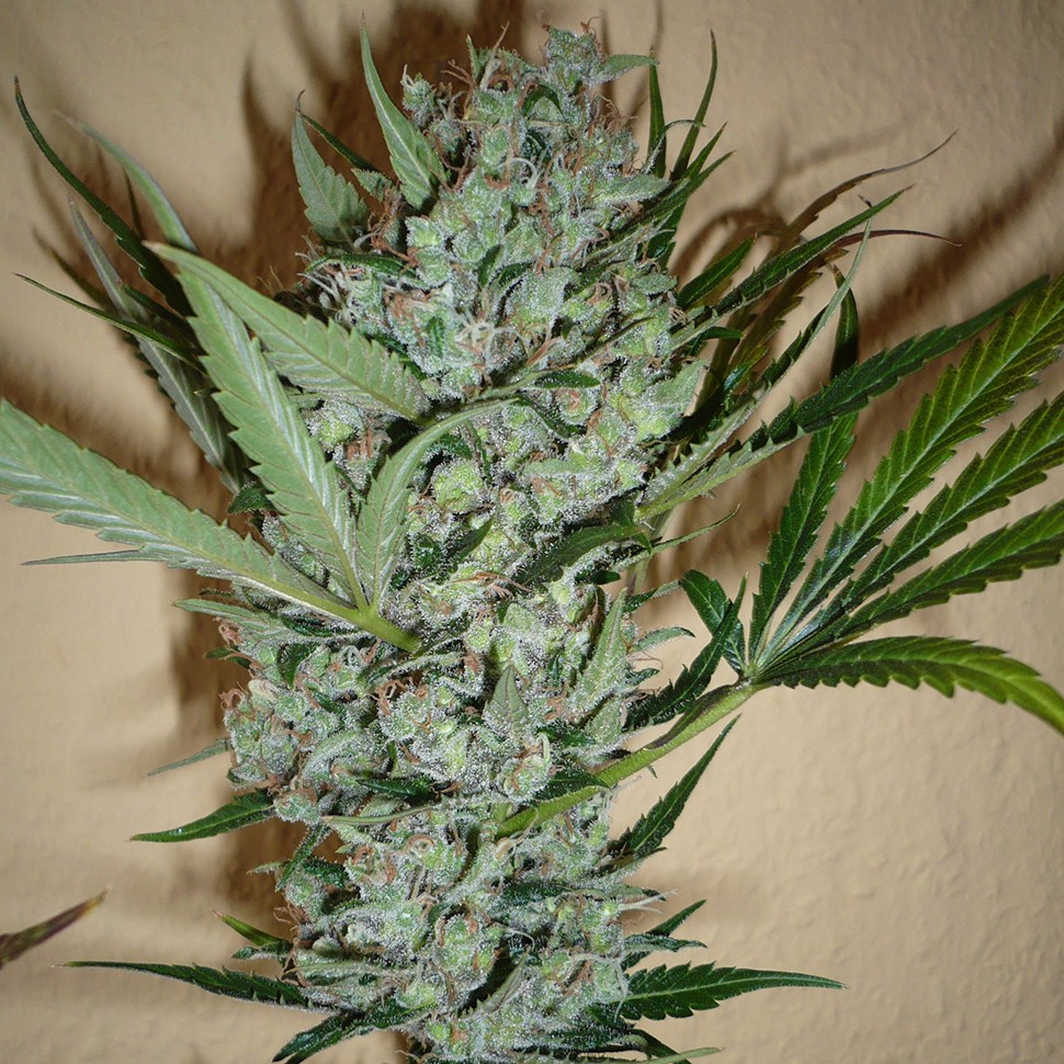 Качественные семена конопли White Lavender feminised Ganja Seeds Качественные семена конопли White Lavender feminised Ganja Seeds