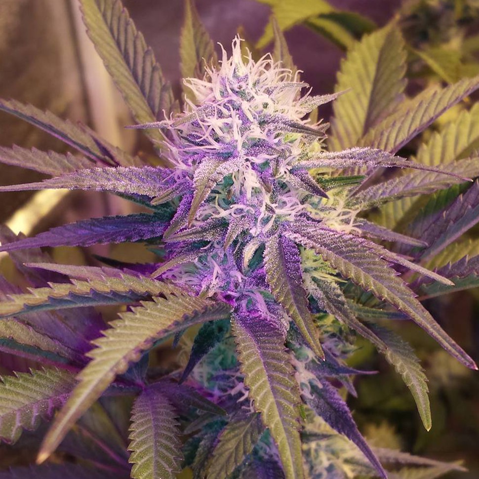 Семена каннабиса White Lavender feminised Ganja Seeds Семена каннабиса White Lavender feminised Ganja Seeds