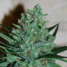 Семена конопли White Lavender feminised Ganja Seeds Семена конопли White Lavender feminised Ganja Seeds