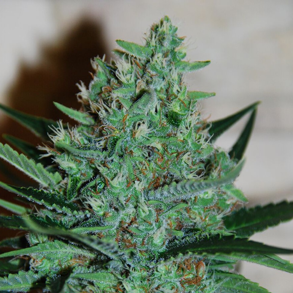 Семена конопли White Lavender feminised Ganja Seeds Семена конопли White Lavender feminised Ganja Seeds