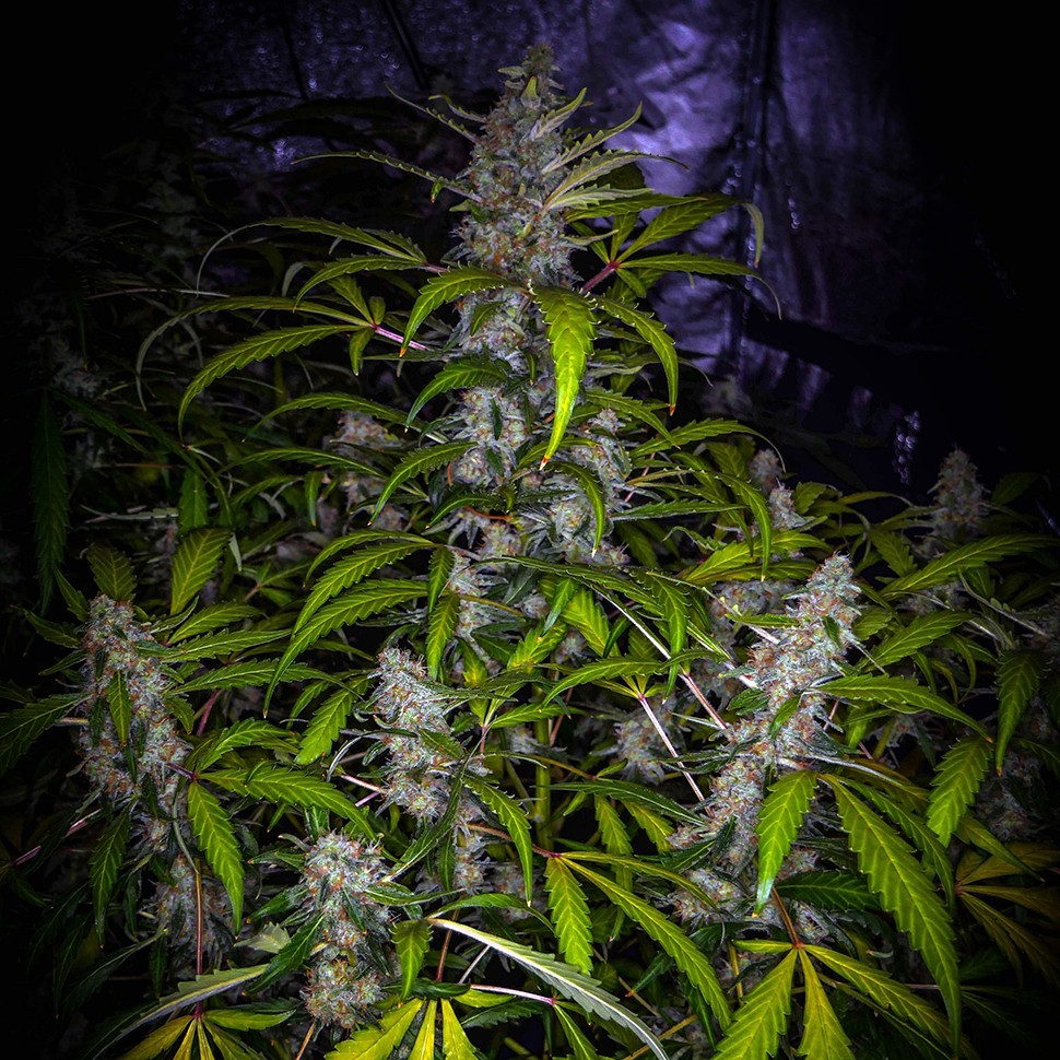 Недорогие семена конопли White Lavender feminised Ganja Seeds Недорогие семена конопли White Lavender feminised Ganja Seeds