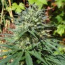 Качественные семена конопли White Lavender feminised Ganja Seeds Качественные семена конопли White Lavender feminised Ganja Seeds