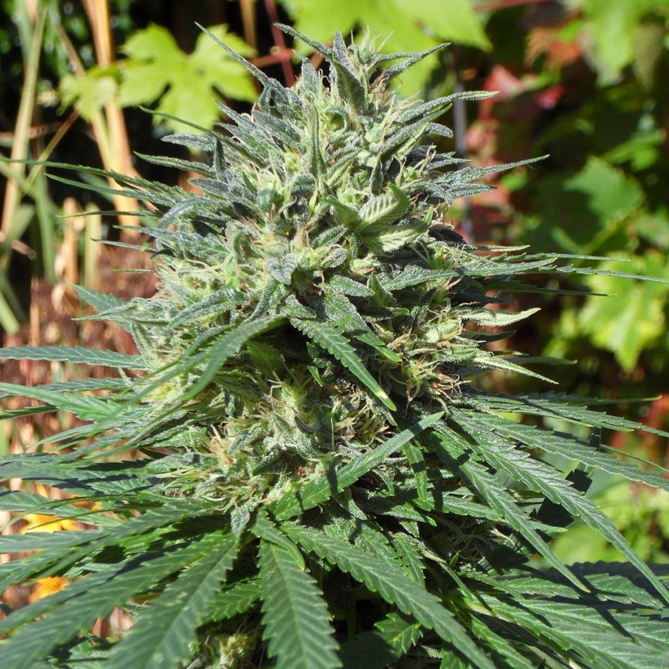Качественные семена конопли White Lavender feminised Ganja Seeds Качественные семена конопли White Lavender feminised Ganja Seeds