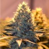 Семена марихуаны White Lavender feminised Ganja Seeds Семена марихуаны White Lavender feminised Ganja Seeds