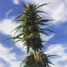 качественные семена конопли Amnesia Gold feminised качественные семена конопли Amnesia Gold feminised