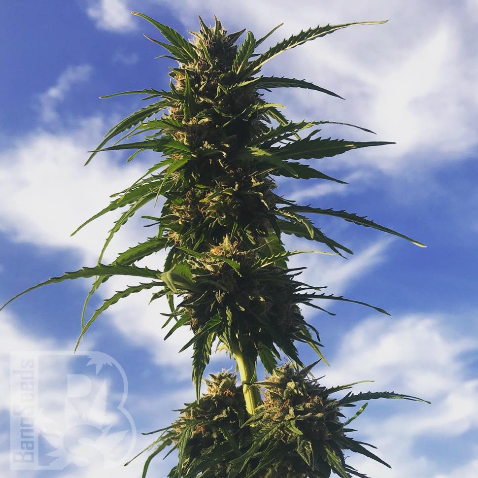 Семена ганжа Amnesia Gold feminised Ganja Seeds