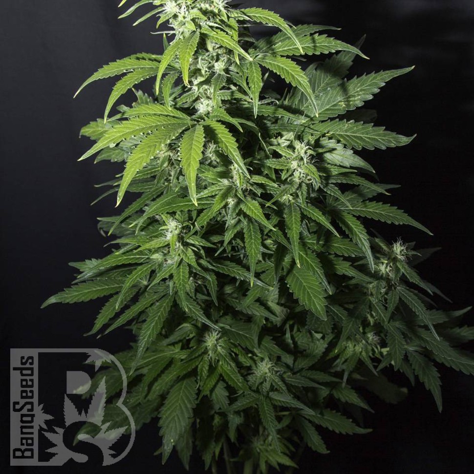 семена конопли f1 в оригинальной упаковке Amnesia Gold feminised семена конопли f1 в оригинальной упаковке Amnesia Gold feminised