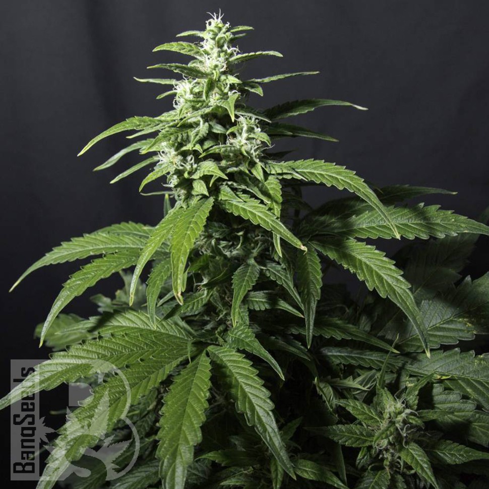 урожайные семена конопли Amnesia Gold feminised урожайные семена конопли Amnesia Gold feminised