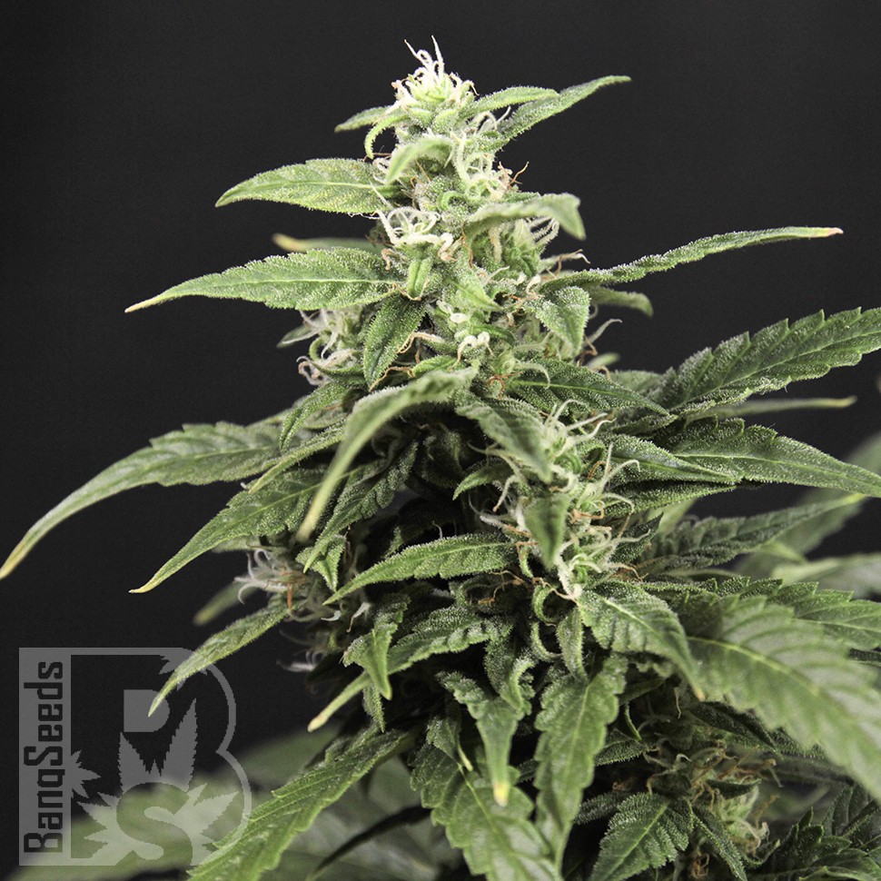 семена сортовой конопли Amnesia Gold feminised семена сортовой конопли Amnesia Gold feminised