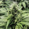 семена конопли феминизированные Amnesia Gold feminised семена конопли феминизированные Amnesia Gold feminised
