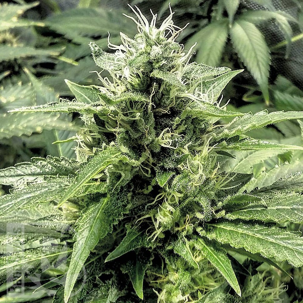 семена конопли феминизированные Amnesia Gold feminised семена конопли феминизированные Amnesia Gold feminised