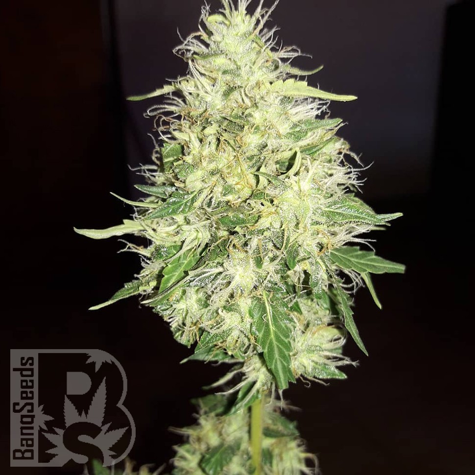 семена конопли в оригинальных упаковках Amnesia Gold feminised семена конопли в оригинальных упаковках Amnesia Gold feminised