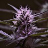 Семена каннабиса Skunk x Early Skunk feminised Ganja Seeds Семена каннабиса Skunk x Early Skunk feminised Ganja Seeds
