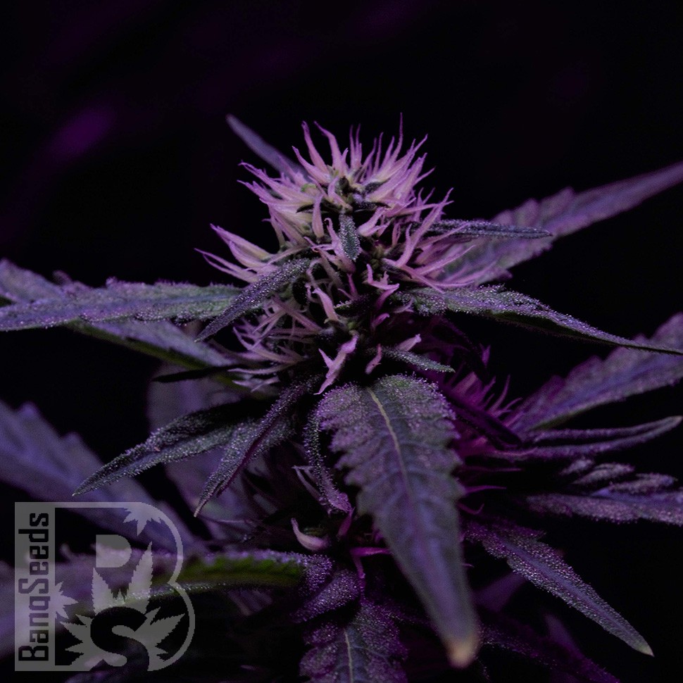 Семена каннабиса Skunk x Early Skunk feminised Ganja Seeds Семена каннабиса Skunk x Early Skunk feminised Ganja Seeds