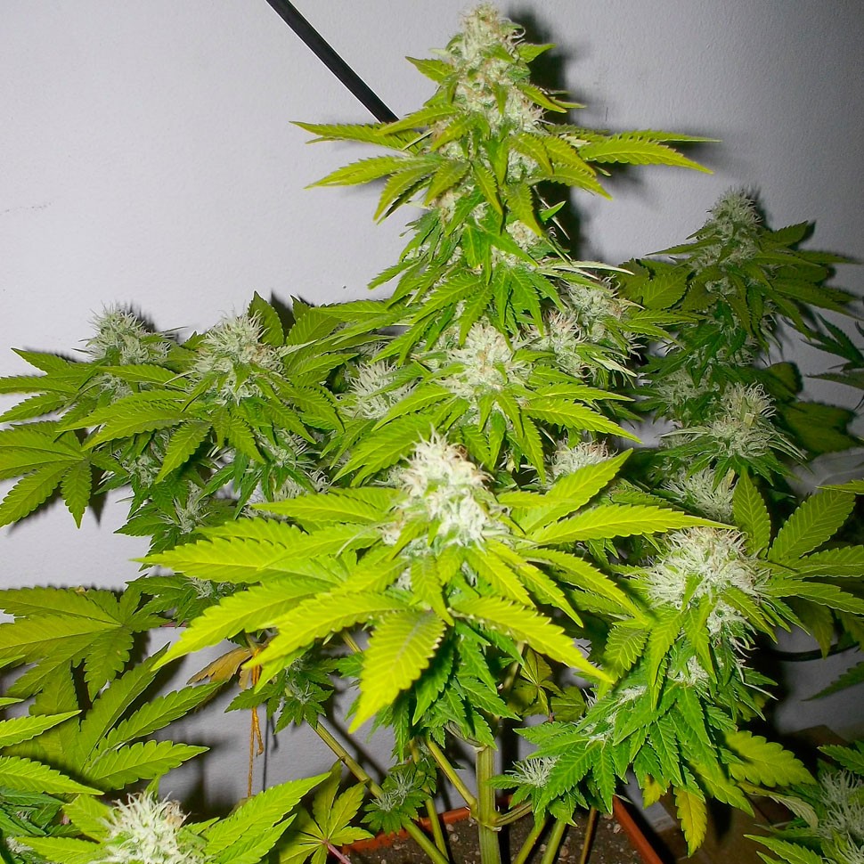 заказать качественные семена конопли Auto Amnesia feminised заказать качественные семена конопли Auto Amnesia feminised