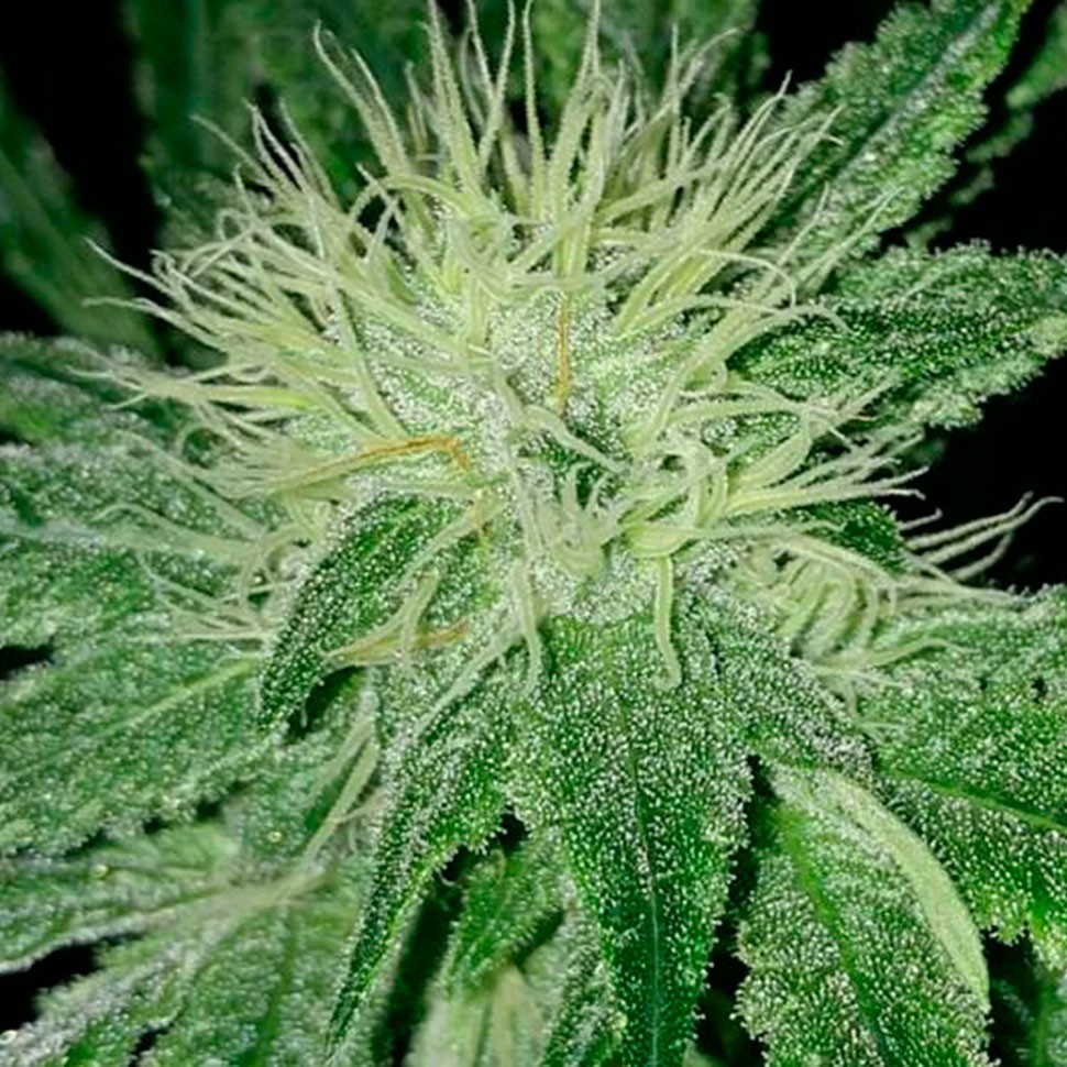 заказать семена конопли курьером Auto Amnesia feminised заказать семена конопли курьером Auto Amnesia feminised