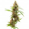 купить семена конопли феминизированные Auto Amnesia feminised купить семена конопли феминизированные Auto Amnesia feminised