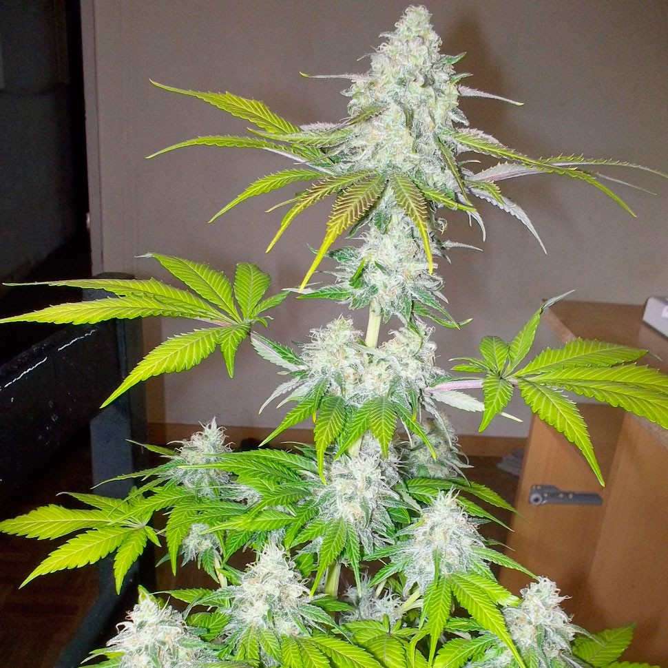 Семена марихуаны Auto Amnesia feminised Ganja Seeds