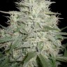 Семена марихуаны Skunk #11 feminised Ganja Seeds Семена марихуаны Skunk #11 feminised Ganja Seeds