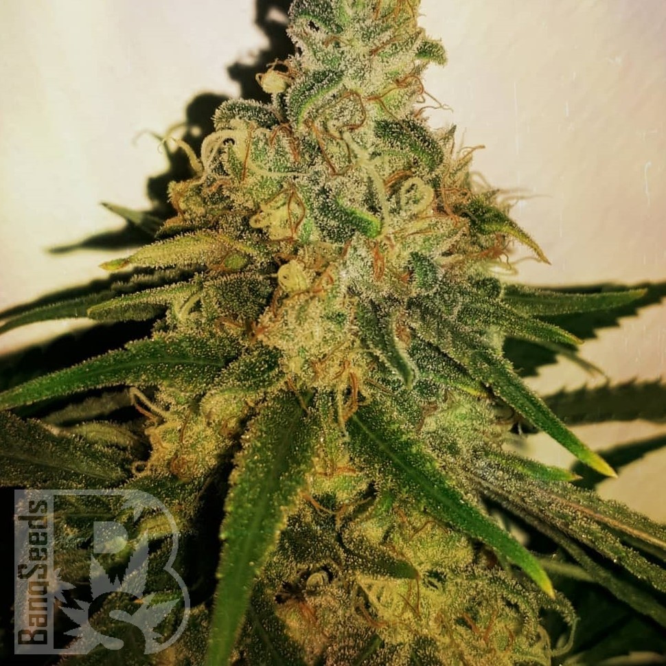 Семена марихуаны Skunk #11 feminised Ganja Seeds Семена марихуаны Skunk #11 feminised Ganja Seeds