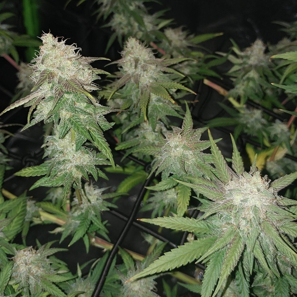 Семена конопли  Auto Jack Hammer feminised Victory Seeds