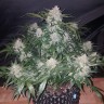Семена марихуаны Auto Anesthesia feminised Ganja Seeds Семена марихуаны Auto Anesthesia feminised Ganja Seeds